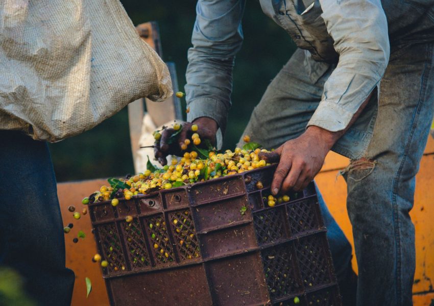 La Mia Campania Degustazioni Vino Eventi