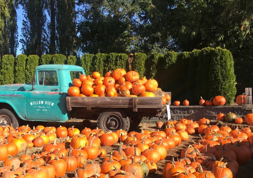 La mia campania Pumpkin Patch giardino delle zucche bambini famiglia halloween autunno