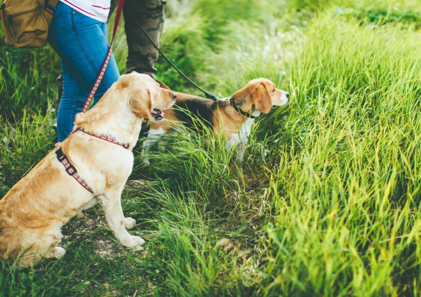 Dove andare in Campania con il cane